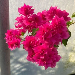 Set of 2 Red Bougainvillea Live Plant - 5-7 Inch Tall Climbing Outdoor Vine - Image 2