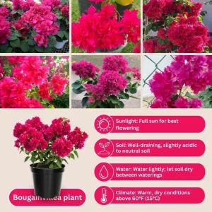 Set of 2 Red Bougainvillea Live Plant - 5-7 Inch Tall Climbing Outdoor Vine - Image 3