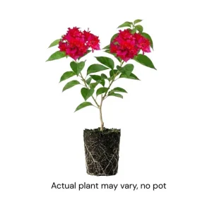 Set of 2 Red Bougainvillea Live Plant - 5-7 Inch Tall Climbing Outdoor Vine - Image 4