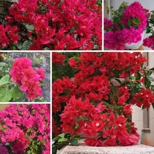 Set of 2 Red Bougainvillea Live Plant - 5-7 Inch Tall Climbing Outdoor Vine - Image 5