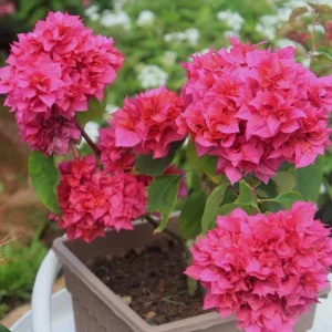 Set of 2 Red Bougainvillea Live Plant - 5-7 Inch Tall Climbing Outdoor Vine - Image 6