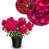 Set of 2 Red Bougainvillea Live Plant - 5-7 Inch Tall Climbing Outdoor Vine - Image 1