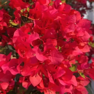 Set of 2 Red Bougainvillea Live Plant - 5-7 Inch Tall Climbing Outdoor Vine - Image 7