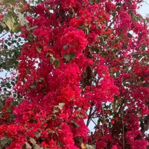 Set of 2 Red Bougainvillea Live Plant - 5-7 Inch Tall Climbing Outdoor Vine - Image 8