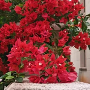 Set of 2 Red Bougainvillea Live Plant - 5-7 Inch Tall Climbing Outdoor Vine - Image 9