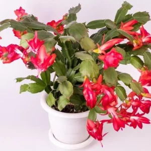 Set of 2 Red Christmas Cactus Live Plants, Schlumbergera, 4 Inch Pot, Holiday Houseplant - Image 2