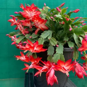 Set of 2 Red Christmas Cactus Live Plants, Schlumbergera, 4 Inch Pot, Holiday Houseplant - Image 3
