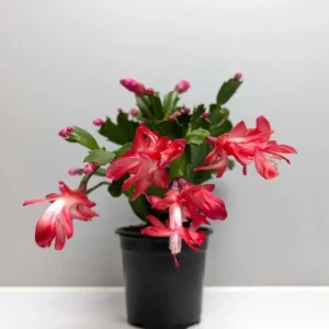 Set of 2 Red Christmas Cactus Live Plants, Schlumbergera, 4 Inch Pot, Holiday Houseplant - Image 4