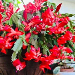 Set of 2 Red Christmas Cactus Live Plants, Schlumbergera, 4 Inch Pot, Holiday Houseplant - Image 5
