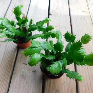 Set of 2 Red Christmas Cactus Live Plants, Schlumbergera, 4 Inch Pot, Holiday Houseplant - Image 6