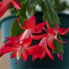 Set of 2 Red Christmas Cactus Live Plants, Schlumbergera, 4 Inch Pot, Holiday Houseplant - Image 1