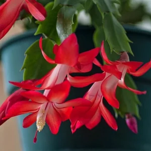Set of 2 Red Christmas Cactus Live Plants, Schlumbergera, 4 Inch Pot, Holiday Houseplant - Image 1