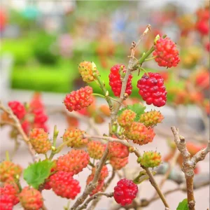 Set of 2 Red Mulberry Live Plants – Starter Fruit Trees, Sweet Mulberry, 4-6 Inch Tall - Image 3