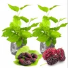 Set of 2 Red Mulberry Live Plants – Starter Fruit Trees, Sweet Mulberry, 4-6 Inch Tall - Image 1