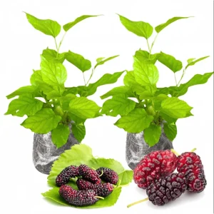 Set of 2 Red Mulberry Live Plants – Starter Fruit Trees, Sweet Mulberry, 4-6 Inch Tall - Image 1