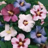 Set of 2 Rose of Sharon Bareroots - Multicolor Hardy Althea Seedlings - Image 1