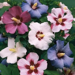 Set of 2 Rose of Sharon Bareroots - Multicolor Hardy Althea Seedlings - Image 1
