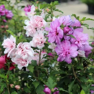 Set of 2 Rose of Sharon Bareroots - Multicolor Hardy Althea Seedlings - Image 2