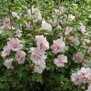 Set of 2 Rose of Sharon Bareroots - Multicolor Hardy Althea Seedlings - Image 3