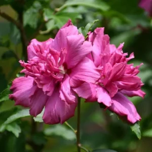 Set of 2 Rose of Sharon Bareroots - Multicolor Hardy Althea Seedlings - Image 4