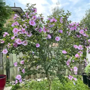 Set of 2 Rose of Sharon Bareroots - Multicolor Hardy Althea Seedlings - Image 5