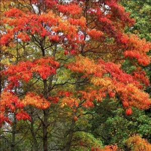 Set of 2 Sassafras Trees for Planting, Bareroot, 1-2 Ft Tall, Common Sassafras Seedlings - Image 3