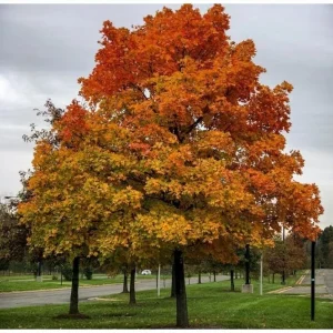 Set of 2 Sassafras Trees for Planting, Bareroot, 1-2 Ft Tall, Common Sassafras Seedlings - Image 4