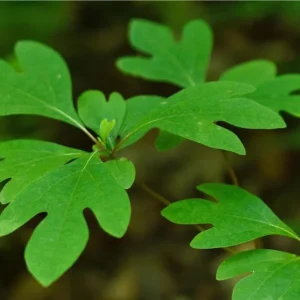 Set of 2 Sassafras Trees for Planting, Bareroot, 1-2 Ft Tall, Common Sassafras Seedlings - Image 5
