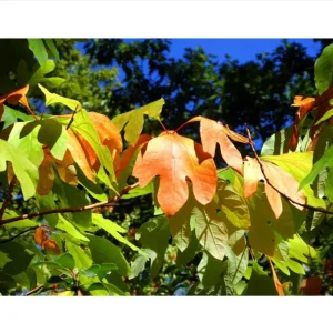 Set of 2 Sassafras Trees for Planting, Bareroot, 1-2 Ft Tall, Common Sassafras Seedlings - Image 6
