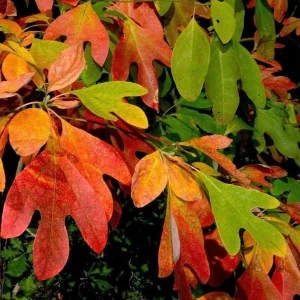 Set of 2 Sassafras Trees for Planting, Bareroot, 1-2 Ft Tall, Common Sassafras Seedlings - Image 1