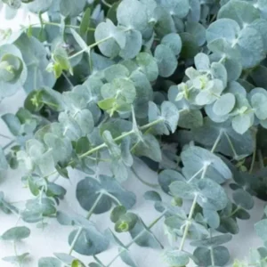 Set of 2 Silver Dollar Eucalyptus Live Plants, 3-5 Inch Tall, Aromatic Foliage - Image 3