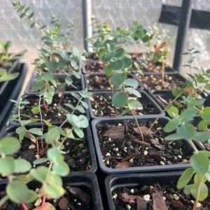 Set of 2 Silver Dollar Eucalyptus Live Plants, 3-5 Inch Tall, Aromatic Foliage - Image 6