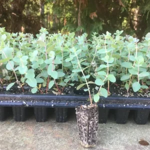 Set of 2 Silver Dollar Eucalyptus Live Plants, 3-5 Inch Tall, Aromatic Foliage - Image 7