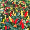 Set of 2 Tabasco Hot Pepper Live Plants, 4-6 Inch Tall Chili Vegetable Plants for Outdoor Garden - Image 1