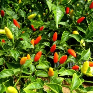 Set of 2 Tabasco Hot Pepper Live Plants, 4-6 Inch Tall Chili Vegetable Plants for Outdoor Garden - Image 3