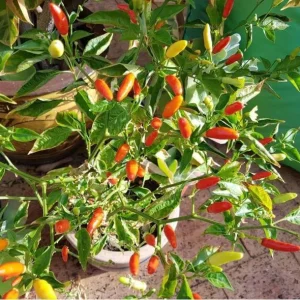 Set of 2 Tabasco Hot Pepper Live Plants, 4-6 Inch Tall Chili Vegetable Plants for Outdoor Garden - Image 4