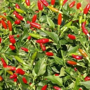 Set of 2 Tabasco Hot Pepper Live Plants, 4-6 Inch Tall Chili Vegetable Plants for Outdoor Garden - Image 5