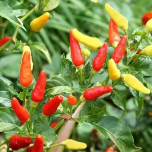 Set of 2 Tabasco Hot Pepper Live Plants, 4-6 Inch Tall Chili Vegetable Plants for Outdoor Garden - Image 6