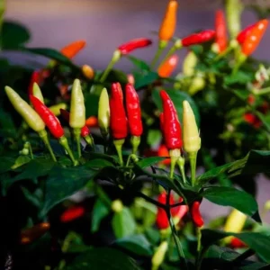Set of 2 Tabasco Hot Pepper Live Plants, 4-6 Inch Tall Chili Vegetable Plants for Outdoor Garden - Image 7