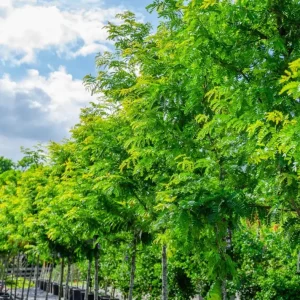 Set of 2 Thornless Honey Locust Live Trees, Bare Root, 12-18 Inch Tall, Outdoor - Image 10