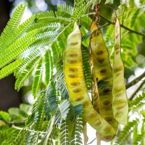 Set of 2 Thornless Honey Locust Live Trees, Bare Root, 12-18 Inch Tall, Outdoor - Image 2