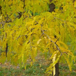 Set of 2 Thornless Honey Locust Live Trees, Bare Root, 12-18 Inch Tall, Outdoor - Image 3