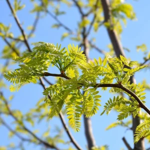 Set of 2 Thornless Honey Locust Live Trees, Bare Root, 12-18 Inch Tall, Outdoor - Image 4