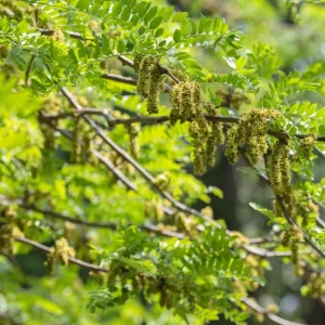 Set of 2 Thornless Honey Locust Live Trees, Bare Root, 12-18 Inch Tall, Outdoor - Image 5
