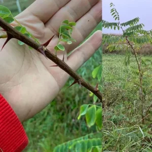 Set of 2 Thornless Honey Locust Live Trees, Bare Root, 12-18 Inch Tall, Outdoor - Image 6