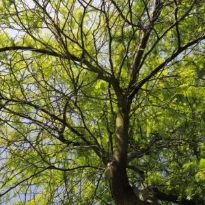 Set of 2 Thornless Honey Locust Live Trees, Bare Root, 12-18 Inch Tall, Outdoor - Image 7