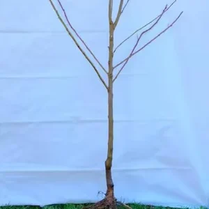 Set of 2 Thornless Honey Locust Live Trees, Bare Root, 12-18 Inch Tall, Outdoor - Image 8