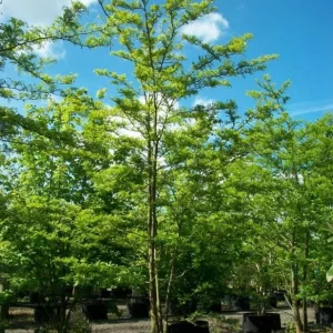 Set of 2 Thornless Honey Locust Live Trees, Bare Root, 12-18 Inch Tall, Outdoor - Image 9