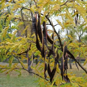 Set of 2 Thornless Honey Locust Live Trees, Bare Root, 12-18 Inch Tall, Outdoor - Image 1
