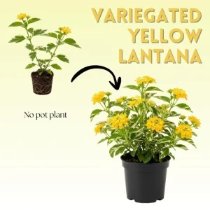 Set of 2 Variegated Yellow Lantana Live Plant 6-10 Inches Tall - Outdoor Perennial Flower - Image 2